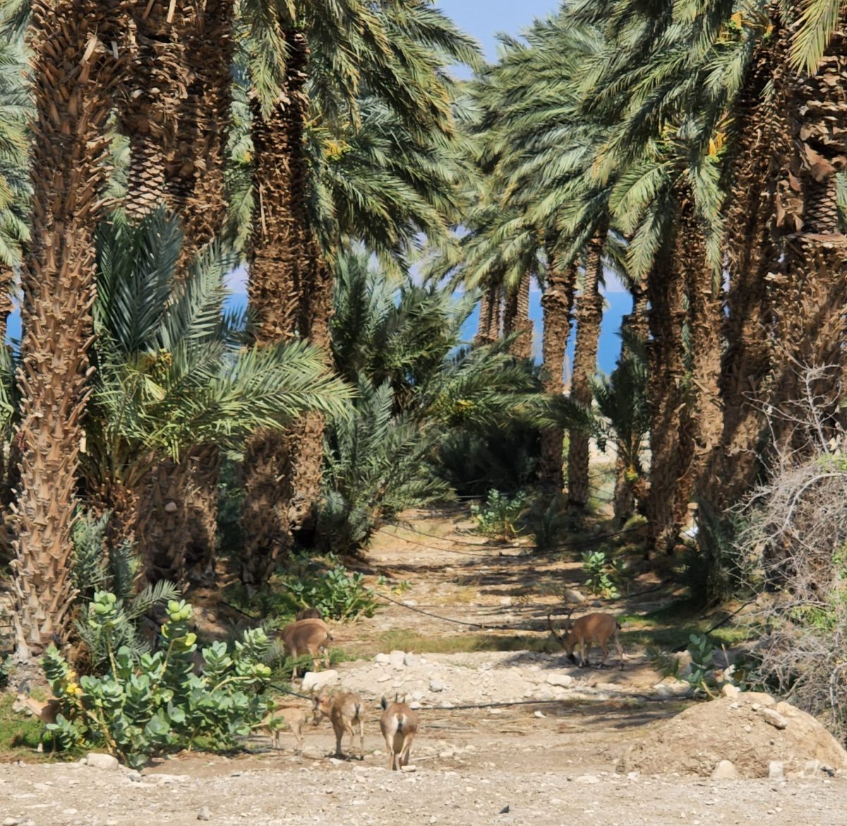 עושה מעשה בראשית