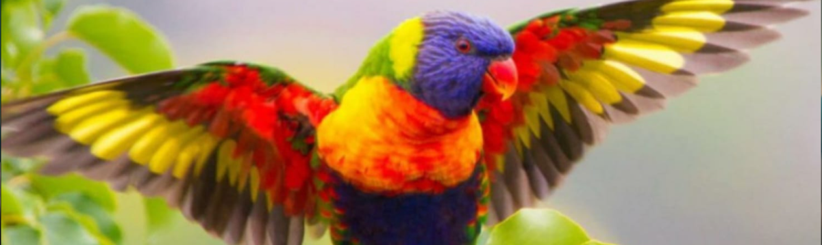 ועוף השמים יולך את הקול