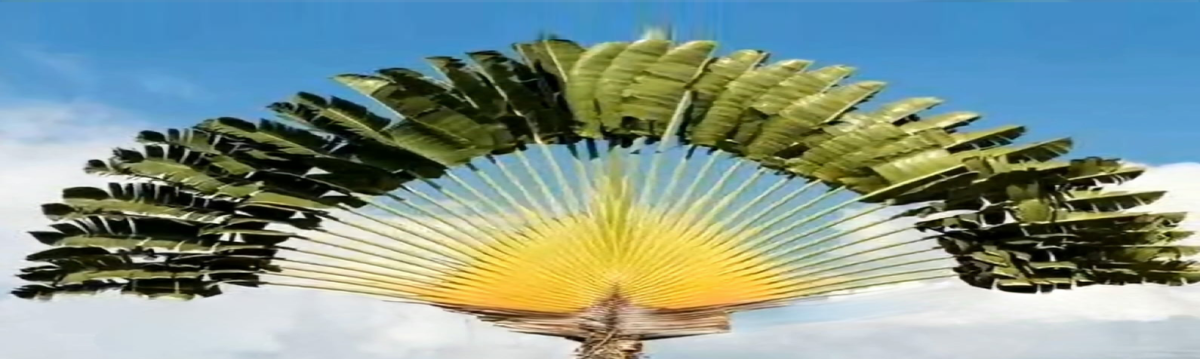 אז ירננו כל עצי יער