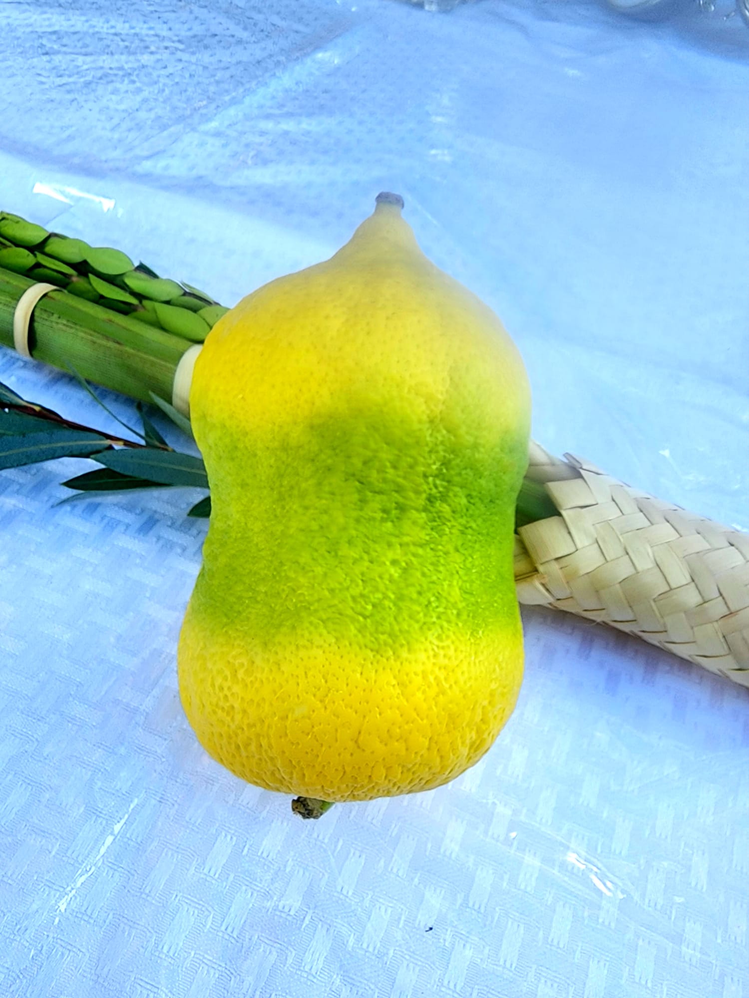 ארבע מינים